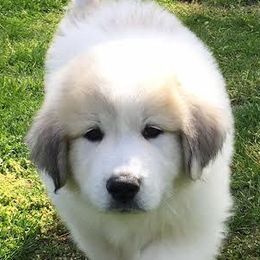 Great Pyrenees Puppies from Wells' Providence Pyrenees