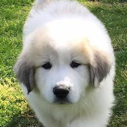 Great Pyrenees Puppies from Wells' Providence Pyrenees