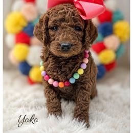 Yoko - Red  female Goldendoodle puppy in State Road, North Carolina from Must Love Doodles
