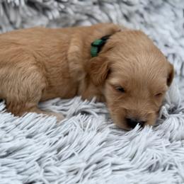 Annie - Apricot female Goldendoodle puppy in Ambrose, Georgia from Brandilyn's Aussies
