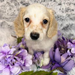 Charlie - Red male Dachshund puppy in Townsend, Georgia from Salt Creek Dachshunds