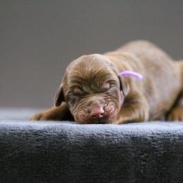 Ros  - 5350 - Red and rust female Doberman Pinscher puppy in Rockwall, Texas from Elitehaus