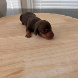 Girl 1 ckc - Chocolate and tan female Dachshund puppy in Nacogdoches, Texas from S7 Dachsunds