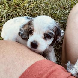 Girl 2 - Purple - Black and white female Cocker Spaniel puppy in Ellenboro, North Carolina from Chantels Spaniels