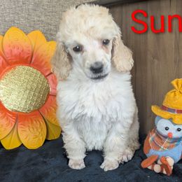 Sunflower - Cream female Poodle puppy in Mongomery, Texas from Celestial Jewels Poodles