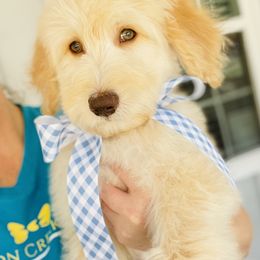 Goldendoodle Puppies from Thompson Creek Doodles