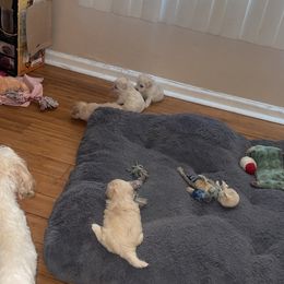 Maltipoo Puppies from Tosha Maltipoos