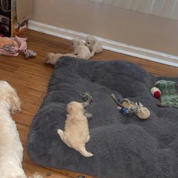 Maltipoo Puppies from Tosha Maltipoos