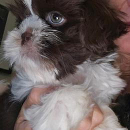 Akc Chocolate and White  ready today. New pictures - Chocolate male Shih Tzu puppy in Missouri from Farm Animal Mommy Shih tzu's Michalek Dog Breeder