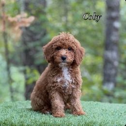 Coby Yellow Collar Boy - Red  male Goldendoodle puppy in Roseburg, Oregon from Dbos Furry Friends