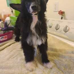 Long Haul's First and Formal affair - Black and white male Chinese Crested puppy in New Castle, Pennsylvania from Long Rotts & Long Haul Cresteds