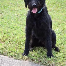 Maren - Labradoodle