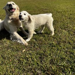 Golden Retriever Puppies from Panhandle PawsNClaws