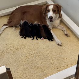 English Shepherd Puppies from Midway English Shepherds