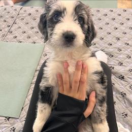 Steve Rogers- Captain America - male Australian Mountain Doodle puppy in Williamston, South Carolina from Sassy Bob’s Dogs