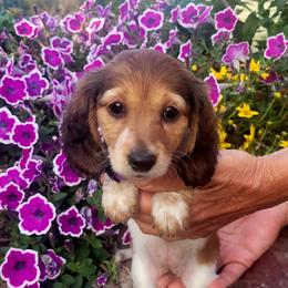 Dahlia - Cream female Dachshund puppy in Goshen, Indiana from Knollbrook Farm