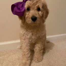 Aussiedoodle, Double Doodle, Goldendoodle, and Poodle Puppies from Hope’s Doodles