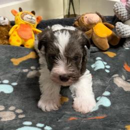 Buster - Parti male Miniature Schnauzer puppy in College Station, Texas from Fran’s Miniature Schnauzers