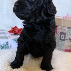 Double Doodle Puppies from Southern Sunshine Doodles