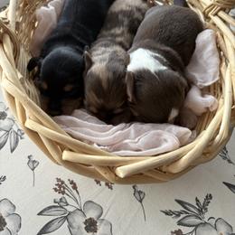 Dachshund puppies from Schmidt’s Doxies N Doodles