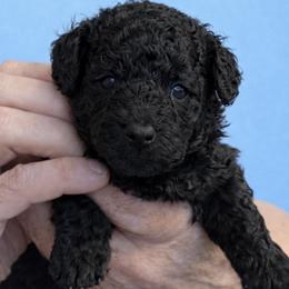Swayze - Black male Poodle puppy in Tallahassee, Florida from Bows and Bow Ties