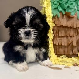 Hulk Hogan - Tricolor male Shih Tzu puppy in Warrior, Alabama from The Anderson Farms Kennel