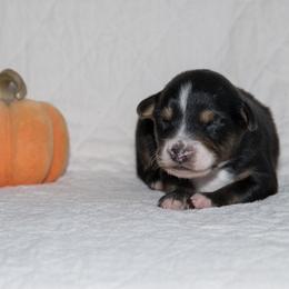 Bob Dylan - Black tri-color male Australian Shepherd puppy in Bristol, New Hampshire from NewFound Lake Aussies