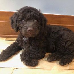 Goldendoodle Puppies from McMoniDoodles