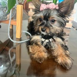 Ghini - Black and tan female Yorkshire Terrier puppy in Riverside, California from Empire Yorkies