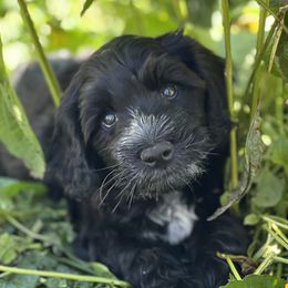 Portuguese Water Dog Puppies from Yellowstone Porties