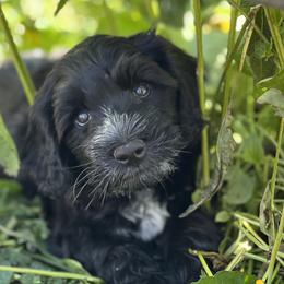 Portuguese Water Dog Puppies from Yellowstone Porties