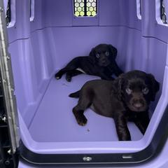 Boykin Spaniel and Goldendoodle Puppies from Double Shot Boykins