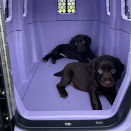 Boykin Spaniel and Goldendoodle Puppies from Double Shot Boykins