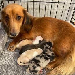 Oakley - Dachshund