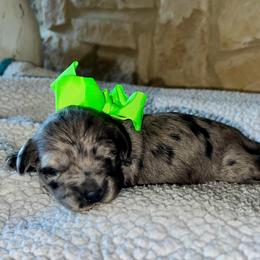 Carlee - Blue merle female Aussiedoodle puppy in Midlothian, Texas from Gray Doodles
