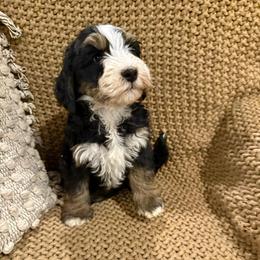 Boy 1 - Tri-color male Bernedoodle puppy in Churchill County Fallon, Nevada from Card Family Ranch