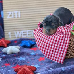 Ziti (Patriot) - Black and tan male Dachshund puppy in Indianapolis, Indiana from Englehaus Dachshunds
