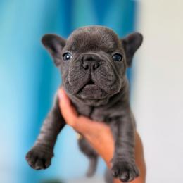 Bambi Infinity French Bulldogs - Blue male French Bulldog puppy in Port St Lucie, Florida from Infinity French Bulldogs