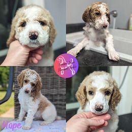 Girl 2 - Parti Poodle puppy in Scandinavian., Wisconsin from Personal Touch Standard Poodles