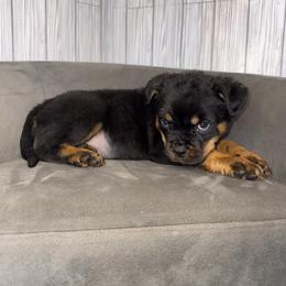Pink girl - Black and mahogany female Rottweiler puppy in Reno, Nevada from Vom Haus Flores