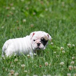 White with brindle patch female Bulldog puppy - DB - White female Bulldog puppy in Fleetwood, Pennsylvania from D and D Bulldogs