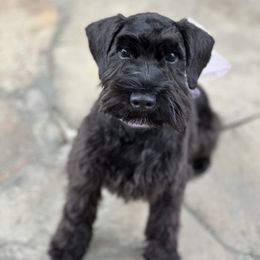 Holly - Miniature Schnauzer