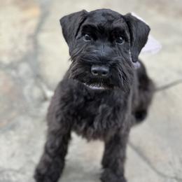 Holly - Miniature Schnauzer
