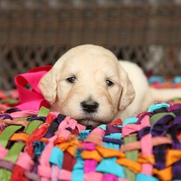 Australian Labradoodle, Bernedoodle, and Goldendoodle Puppies from Golden Fields Doodles