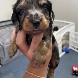 Dachshund Puppies from L & J Kennel