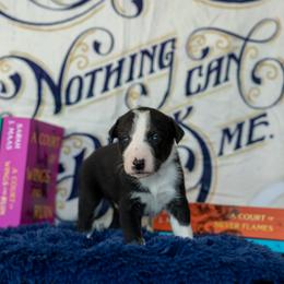 Border Collie, Papillon, Sporty Mix, and Whippet Puppies from Old Hemp Border Collies / Open Horizon Sport Dogs