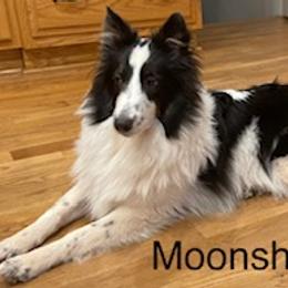 Shetland Sheepdogs from Ashton shelties