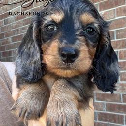 Ellie - Dapple female Dachshund puppy in Clever, Missouri from Autumn Breeze Dachshunds