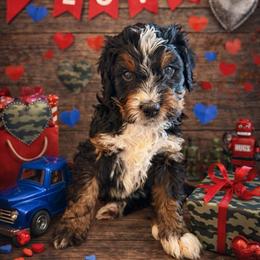 Alps - Tri-color male Bernedoodle puppy in Fort Meade, Florida from Baldwin Dood Ranch