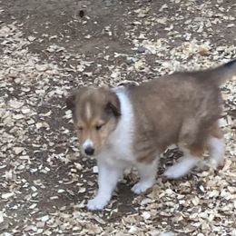 Kentucky - Sable male Collie puppy in Raton, New Mexico from Lovely Heart Collies